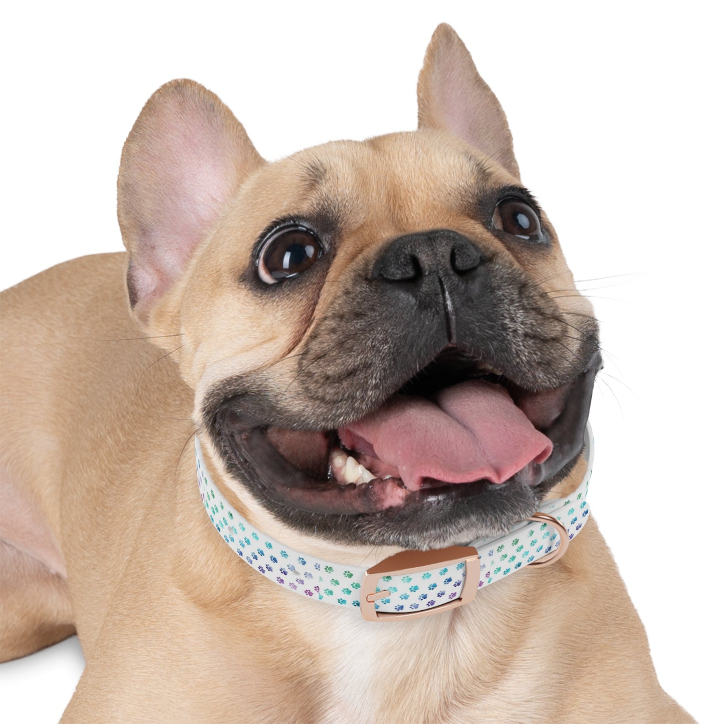 Custom Waterproof Dog Collar – Personalized, Odor-Proof & Hypoallergenic | Made-to-Order | Made in USA