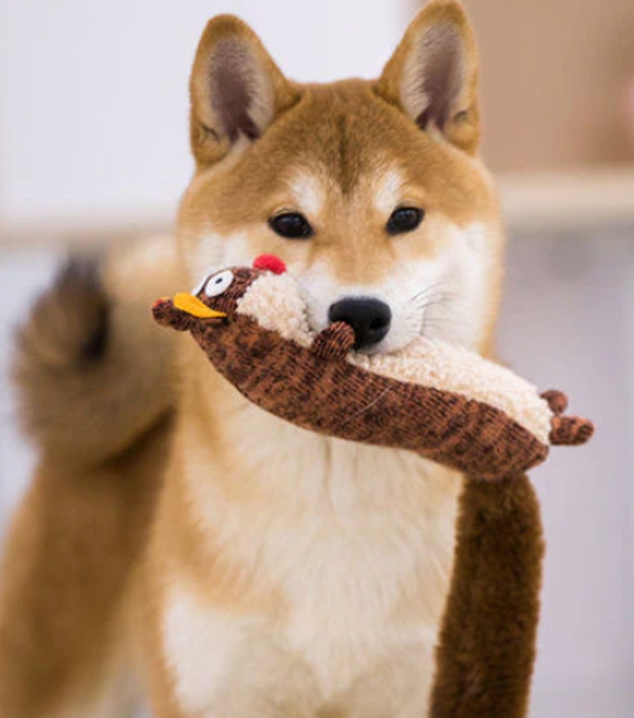 Pet Toys
